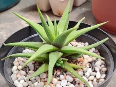 Haworthiopsis attenuata var. glabrata - Haworthia glabrata
