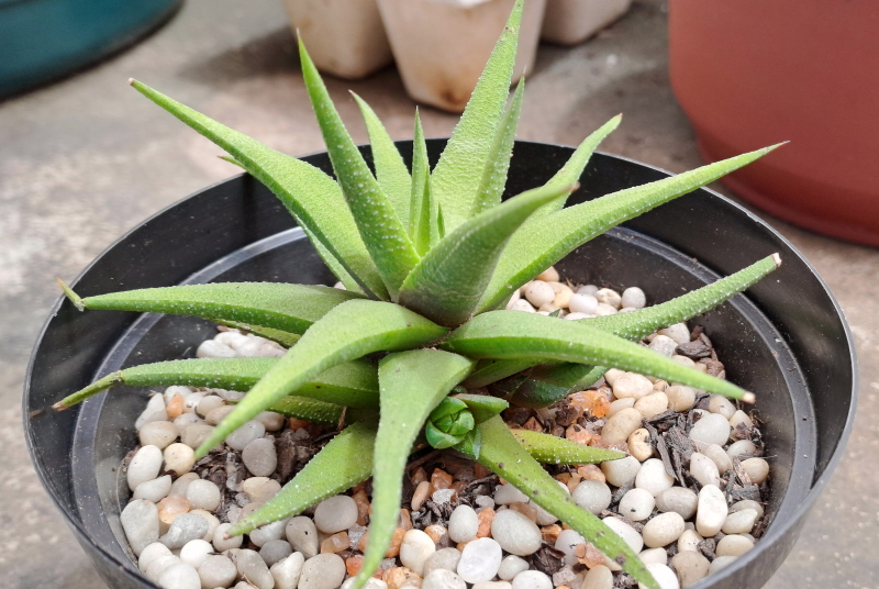 Haworthiopsis attenuata var. glabrata - Haworthia glabrata