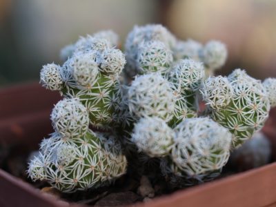 Mammillaria gracilis fragilis - Thimble Cactus