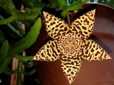 Orbea variegata - Aasblom - Starfish Plant