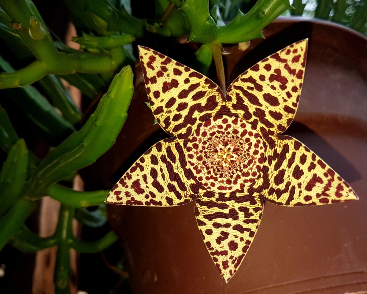 Orbea variegata - Aasblom - Starfish Plant