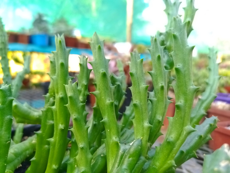 Orbea variegata - Aasblom - Starfish Plant