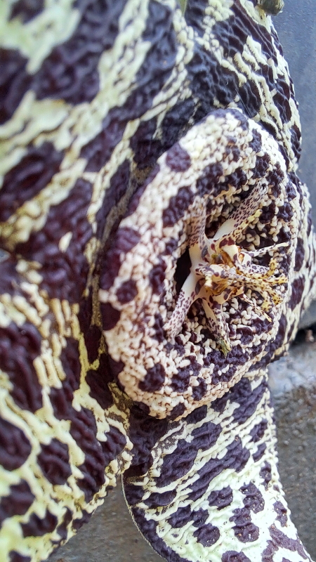 Orbea variegata - Aasblom - Starfish Plant