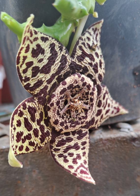Starfish Plant - Aasblom - Orbea variegata - Image 3