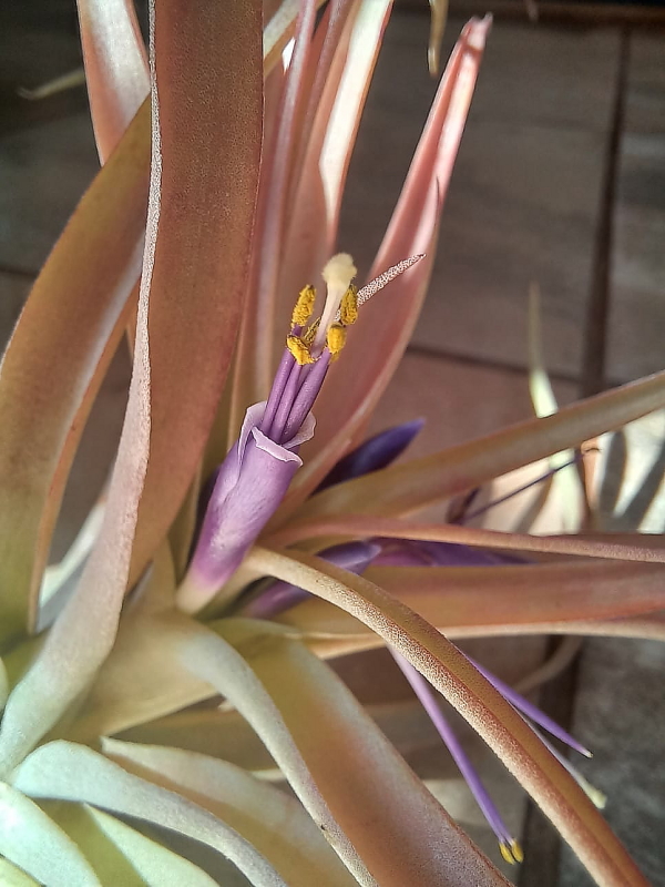 Tillandsia brachycaulos - Air Plant Flower