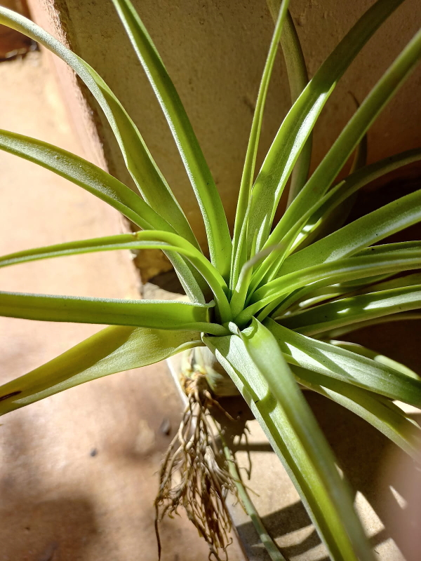 Tillandsia brachycaulos - Air Plant