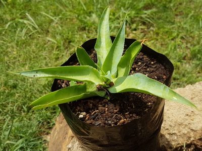 Agave vilmoriniana - Octopus Agave