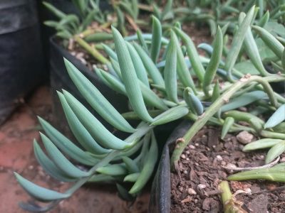 Curio hallianus - String of beans