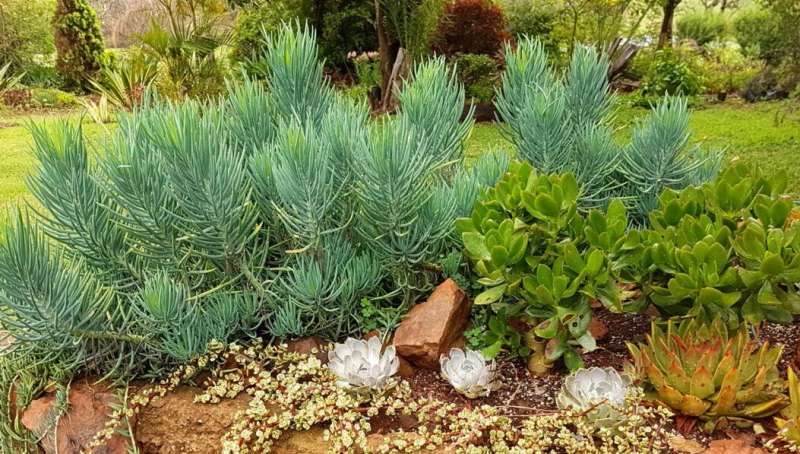 Curio talinoides - Narrow-leaf Chalk Sticks - Blue Chalk Sticks