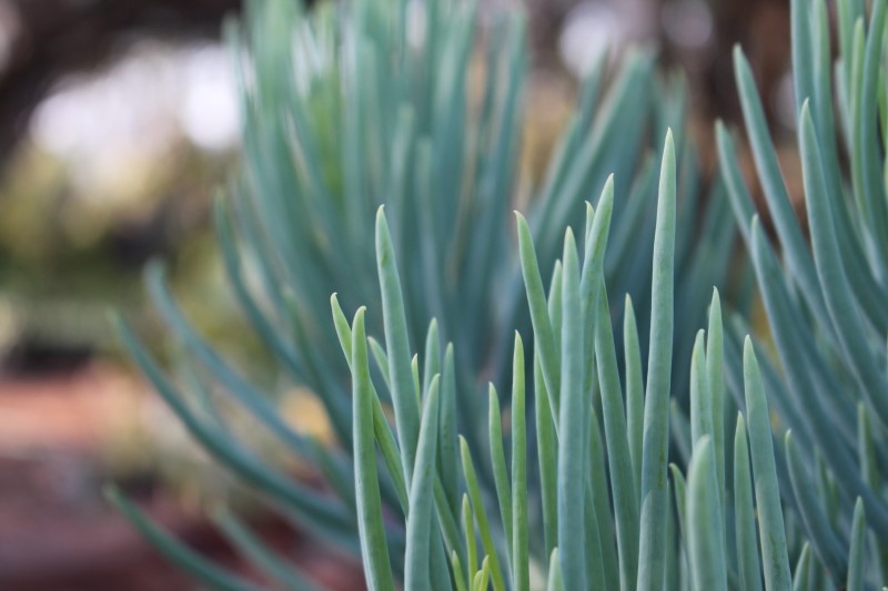 Curio talinoides - Narrow-leaf Chalk Sticks - Blue Chalk Sticks