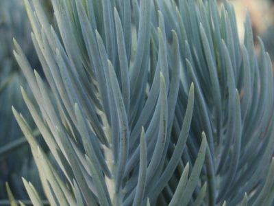 Curio talinoides - Narrow-leaf Chalk Sticks - Blue Chalk Sticks