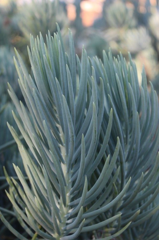 Curio talinoides - Narrow-leaf Chalk Sticks - Blue Chalk Sticks
