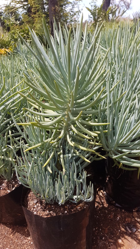 Curio talinoides - Narrow-leaf Chalk Sticks - Blue Chalk Sticks