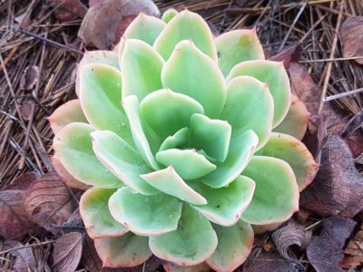 Echeveria 'Powder Blue' - White Rose Echeveria