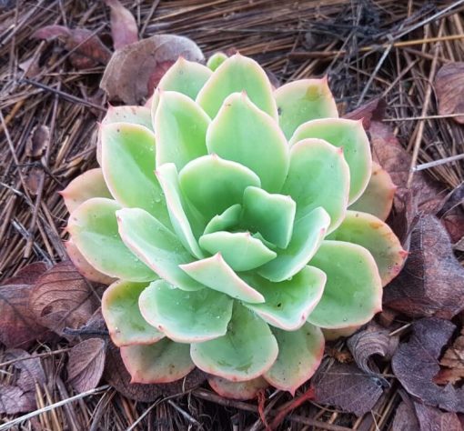 Echeveria 'Powder Blue' - White Rose Echeveria