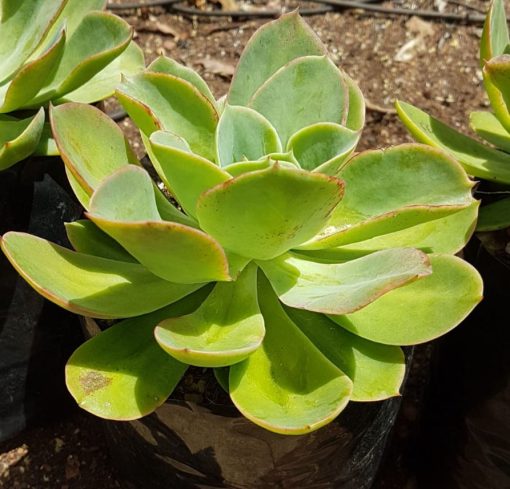 Echeveria 'Powder Blue' - White Rose Echeveria