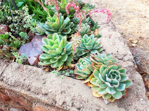 Echeveria 'Powder Blue' - White Rose Echeveria