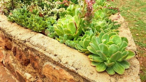 Echeveria 'Powder Blue' - White Rose Echeveria