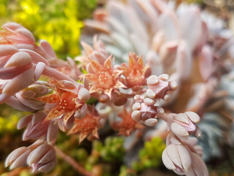 Graptoveria 'Lulu' Flower