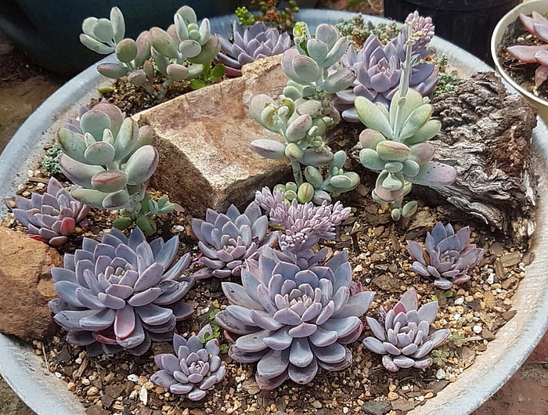 Graptoveria 'Lulu' - Garden Idea