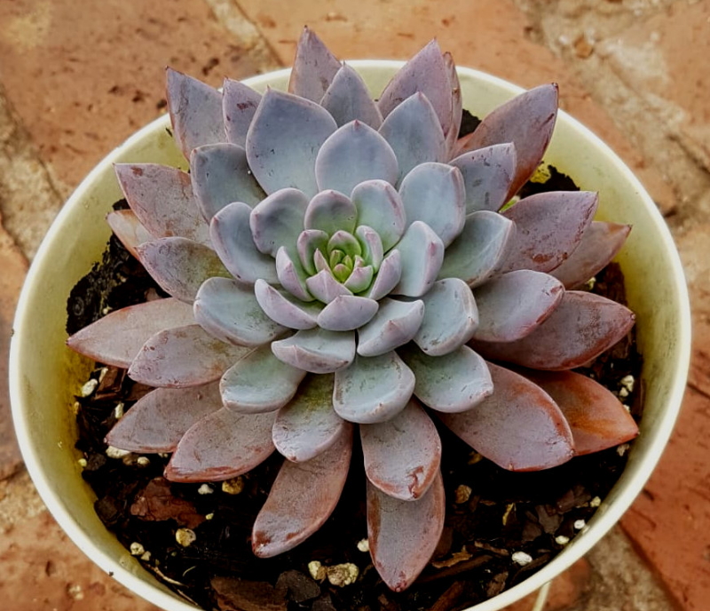 Graptoveria 'Lulu'