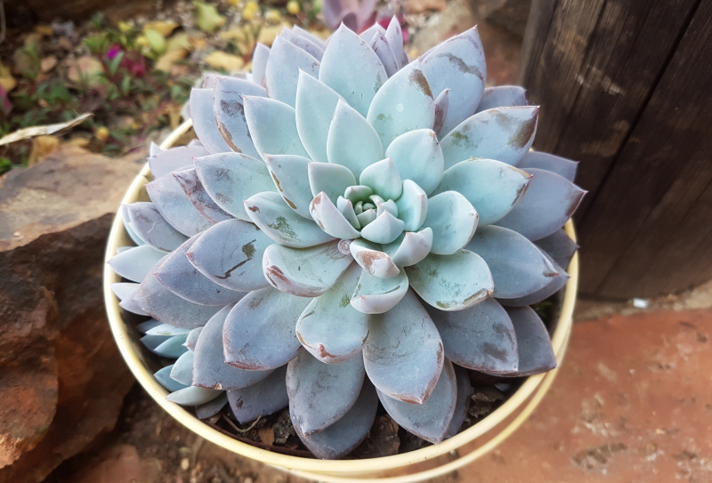 Graptoveria 'Lulu' Mother Plant