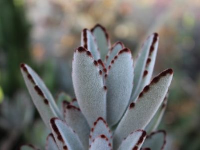 Kalanchoe tomentosa - Panda Plant