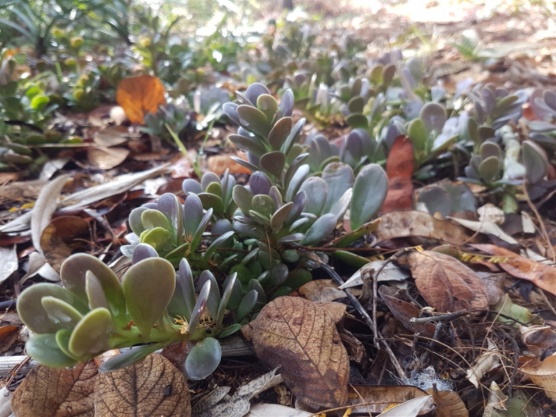Kleinia petraea - Trailing Jade