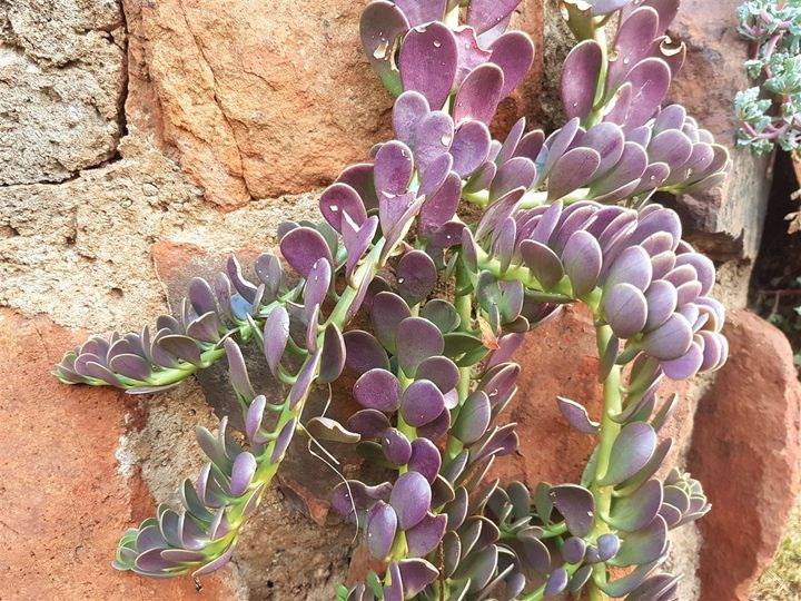 Kleinia petraea - Trailing Jade