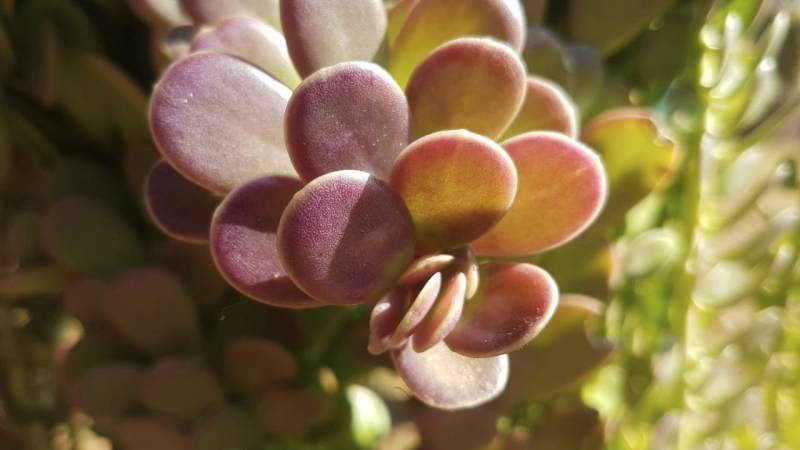 Kleinia petraea - Trailing Jade
