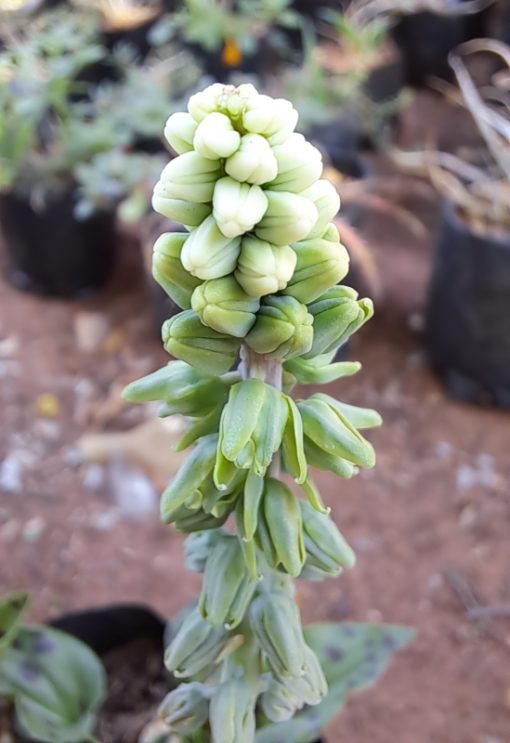 Ledebouria petiolata - Leopard Lily Flowers
