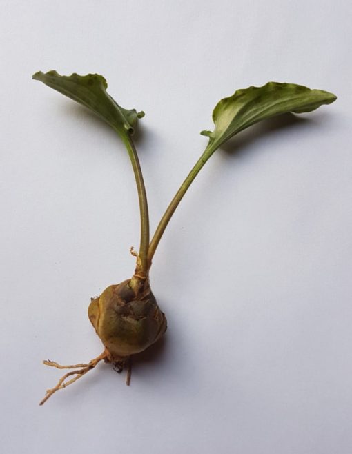 Ledebouria petiolata - Leopard Lily bulb