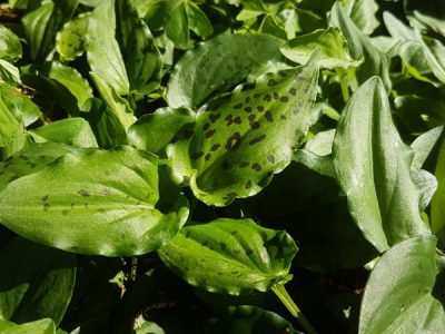Ledebouria petiolata - Leopard Lily
