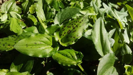Ledebouria petiolata - Leopard Lily