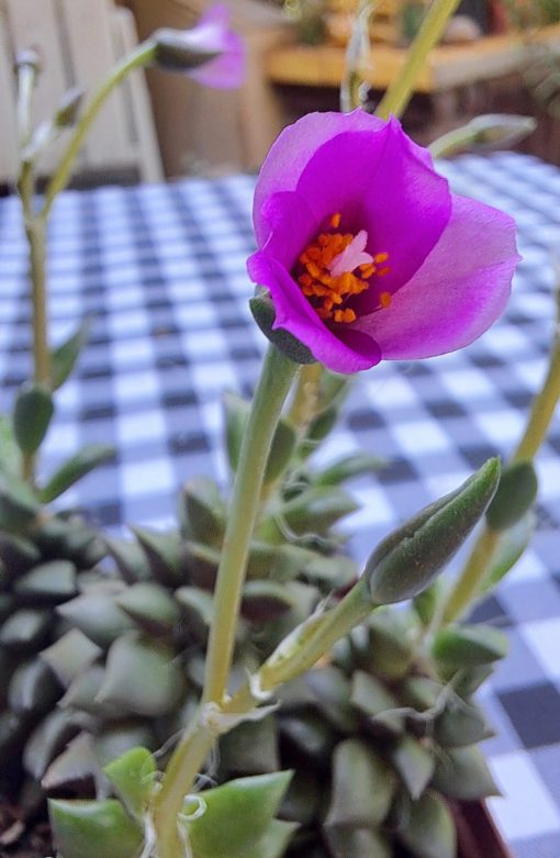 Anacampseros telephiastrum Flowers