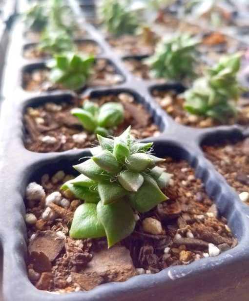 Anacampseros telephiastrum