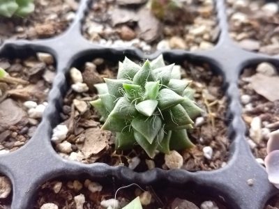 Anacampseros telephiastrum