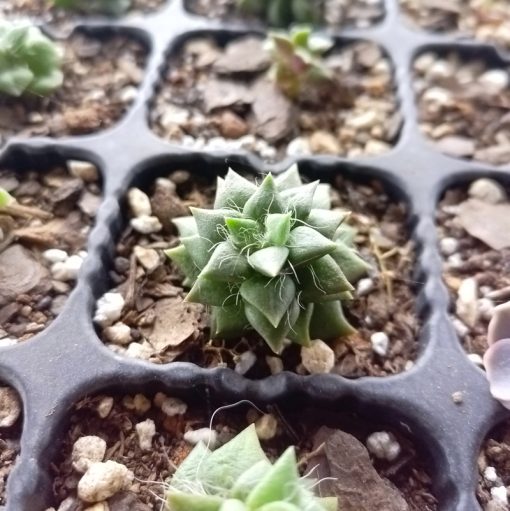 Anacampseros telephiastrum