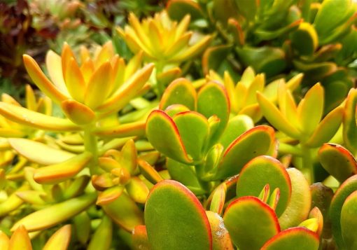 Golden Jade Tree - Crassula ovata 'Hummel's Sunset' - Succulent Shop Online  Nursery South Africa