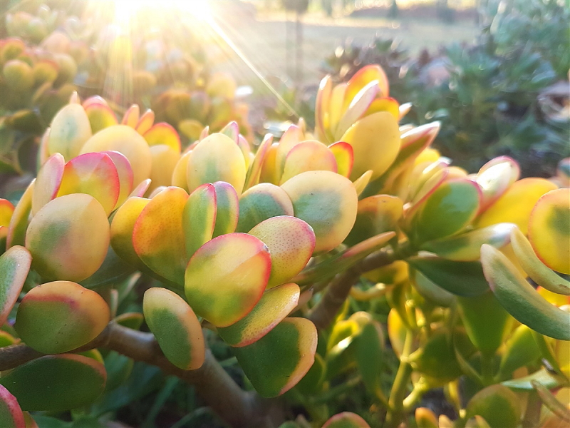 Golden Jade Tree - Crassula ovata 'Hummel's Sunset' - Succulent Shop Online  Nursery South Africa