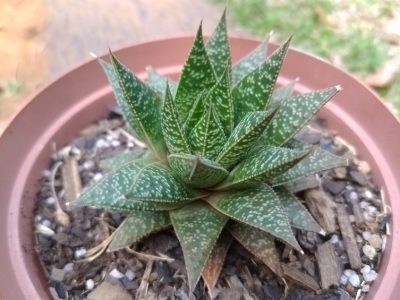 Gasteraloe 'Flow'