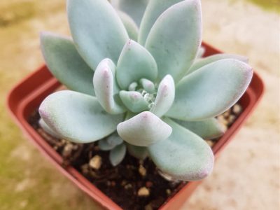 Pachyveria 'Powder Puff'