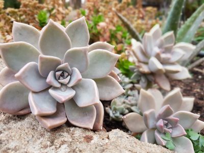 Graptopetalum paraguayense - Mother of Pearl - Ghost Plant