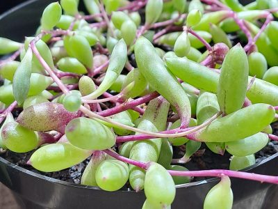 Crassothonna capensis 'Ruby Necklace' (IMG_20250908_110654_)