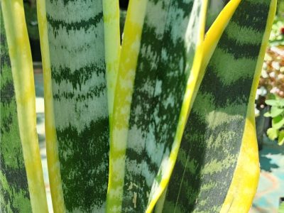 Dracaena trifasciata 'Laurentii' - Variegated Snake Plant