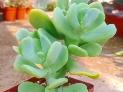 Sedum allantoides 'Goldii'