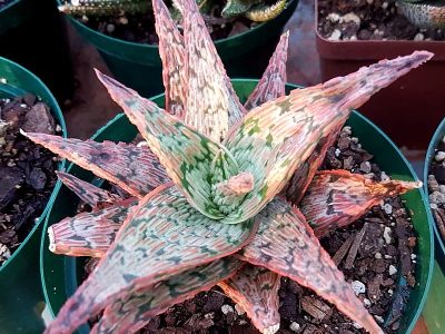 Aloe 'Pink Blush'