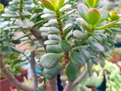 Crassula ovata 'Minima' - Miniature Jade Plant