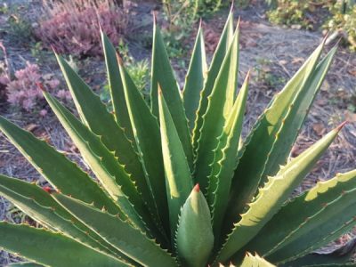 Agave decipiens - Florida agave