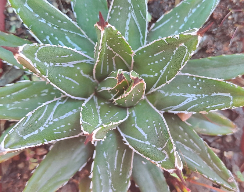 Agave victoriae-reginae - Queen Victoria Agave